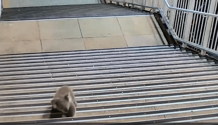 Rolezinho do coala na estação de trem – Lado A Lado B&nbsp;(Vídeo)